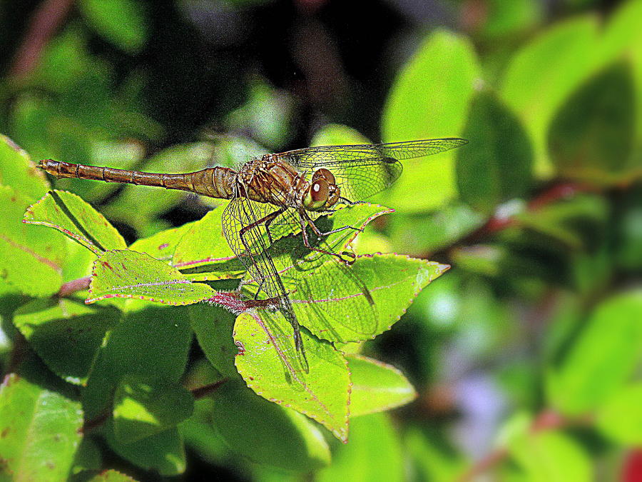 Dragonfly In Green Photograph by Suzy Piatt