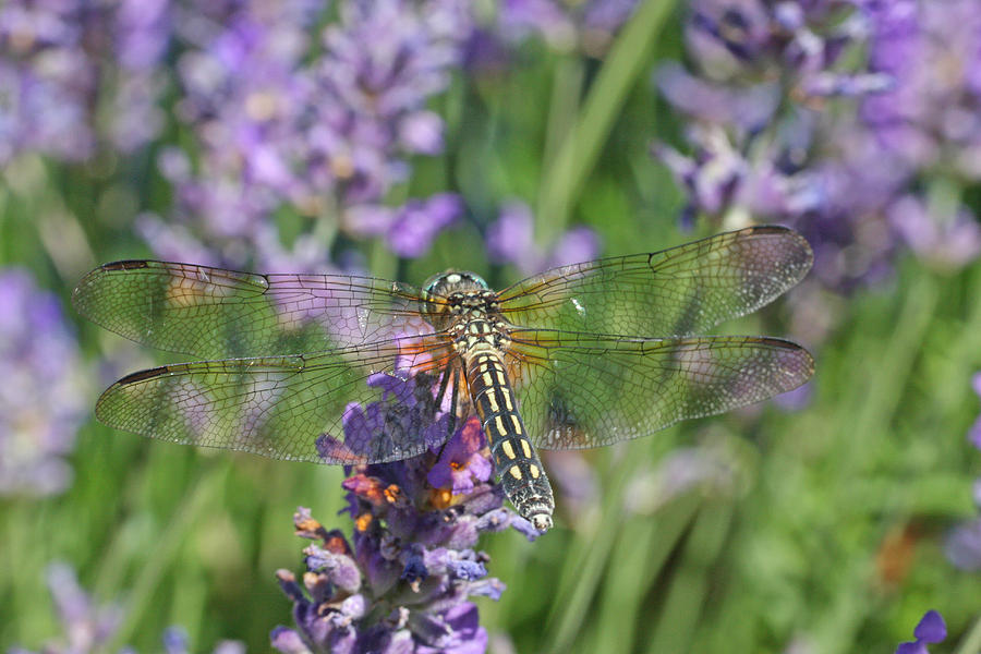 Dragonfly in Lavender Photograph by Peggy Collins