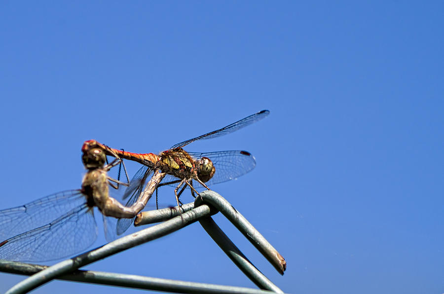 Dragonfly in love Photograph by Paulo Goncalves