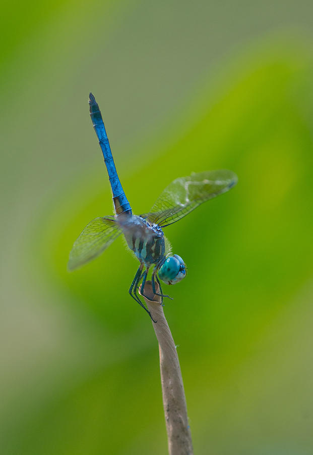 Dragonfly In Summer Photograph by Michael Lustbader