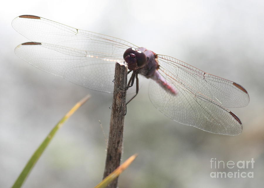 Dragonfly in the Mist Photograph by Carol Groenen