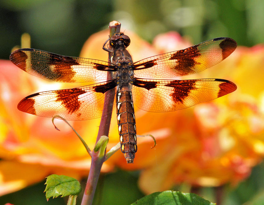 Rose Photograph - Dragonfly in the Rose Garden by Kenneth Haley