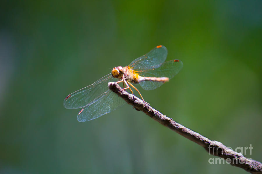 Dragonfly in the Sun Photograph by CJ Benson