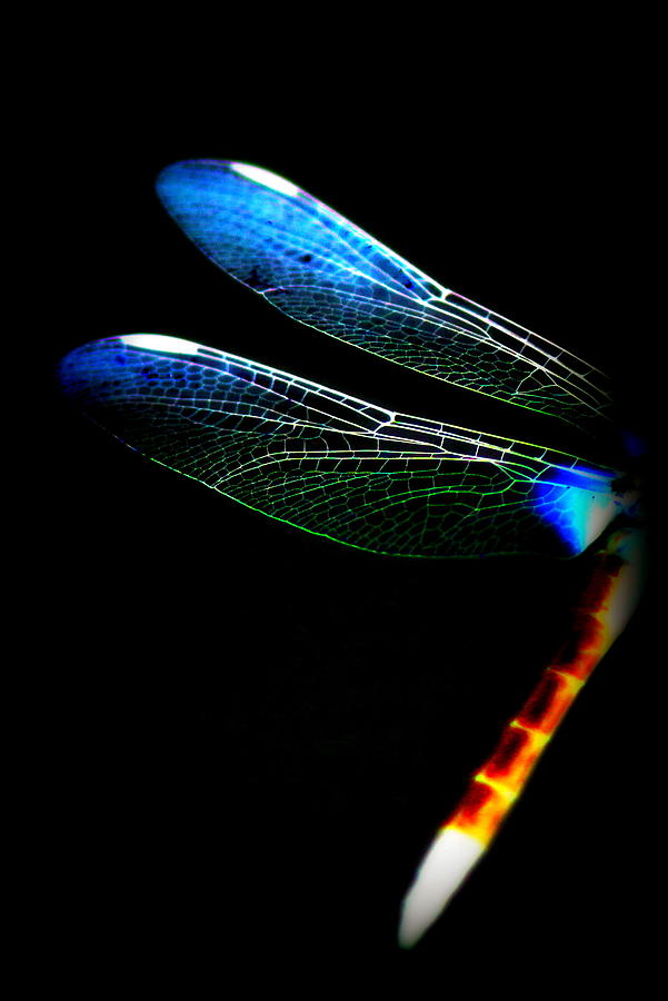 Dragonfly - Insect  7128-005 Photograph by Travis Truelove