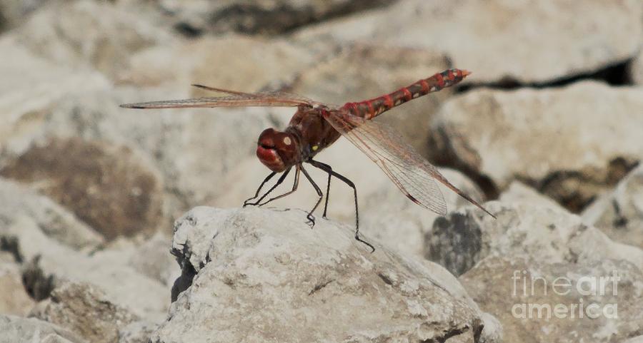 Dragonfly Photograph by J L Zarek