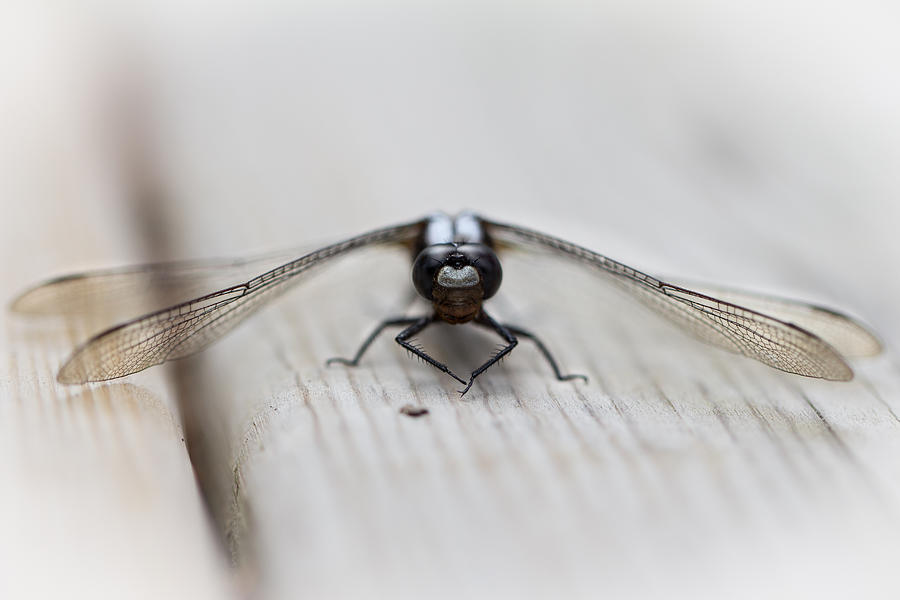 Animal Photograph - Dragonfly by Jakub Sisak