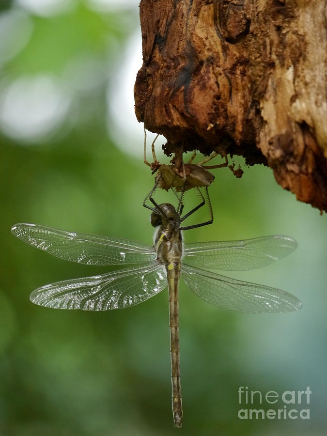 Dragonfly Photograph by Jane Ford