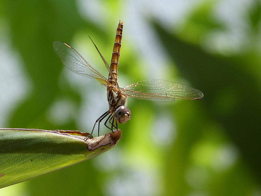 Dragonfly Photograph by Janina  Suuronen