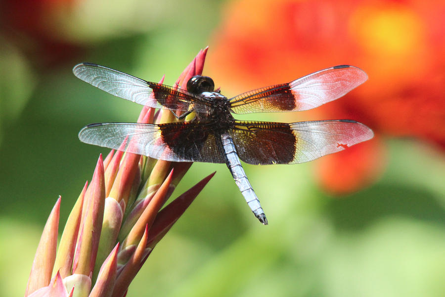Insects Photograph - Dragonfly by Jill Bell Insects Photograph - Dragonfly by Jill Bell