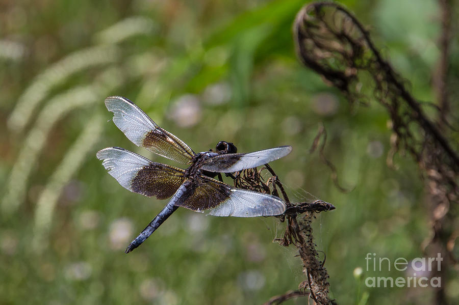 Dragonfly Photograph by Jim McCain