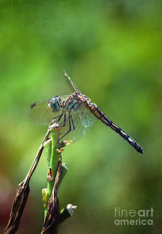 Dragonfly Photograph by Joan McCool - Fine Art America