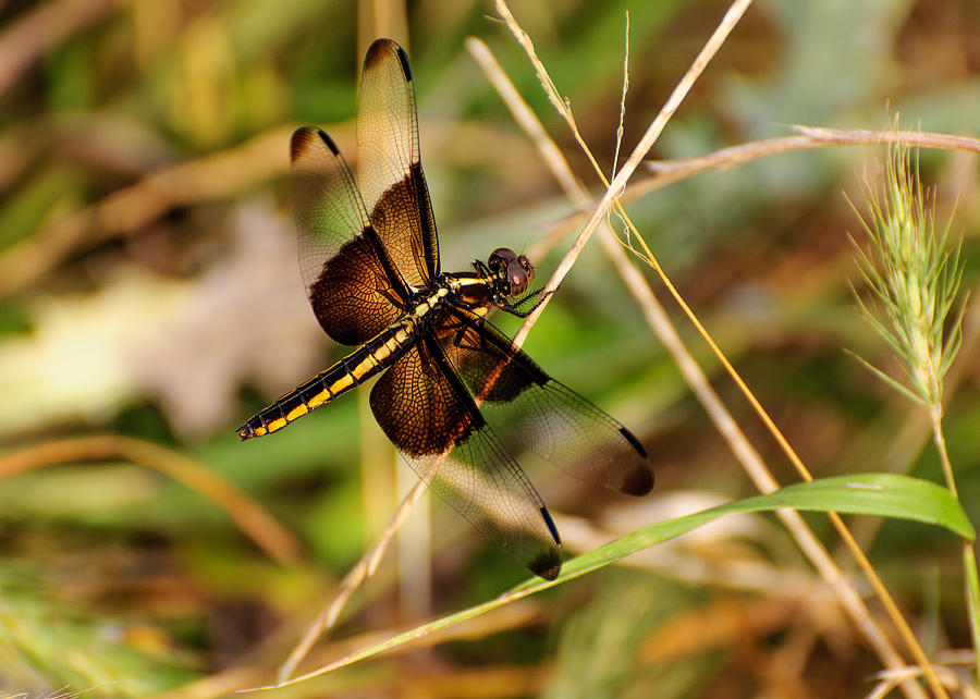 Dragonfly Photograph by John Johnson