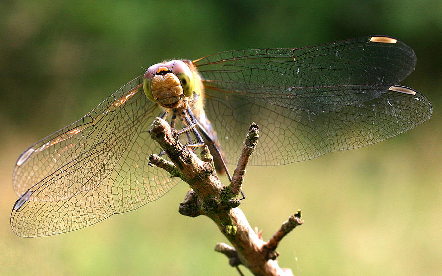 Dragonfly Photograph by John Topman