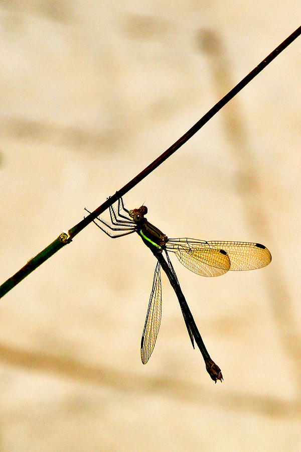 Dragonfly Photograph by Juli Ellen