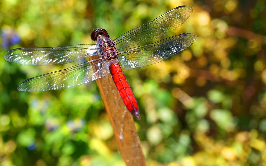 DragonFly Photograph by Julia Ivanovna Willhite