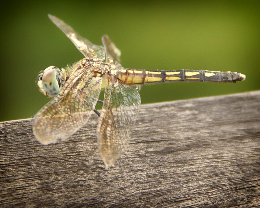 Wildlife Photograph - Dragonfly by Julie Underwood