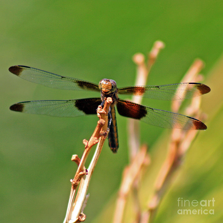 Dragonfly Photograph by Karen Adams