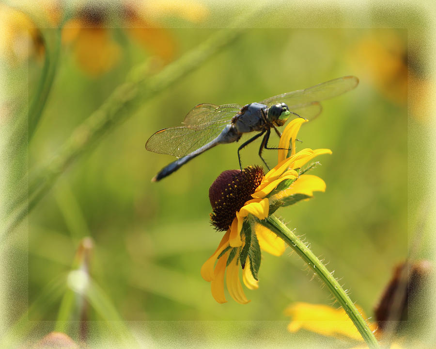 Nature Photograph - Dragonfly by Karen Beasley
