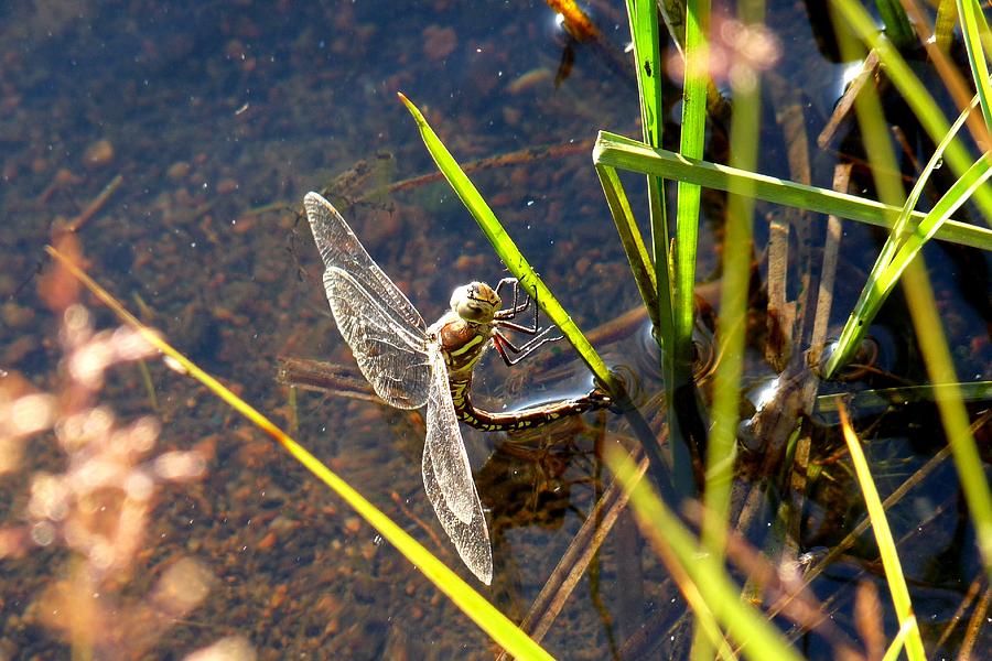 Dragonfly - Lake Burgess Photograph by Marilyn Burton