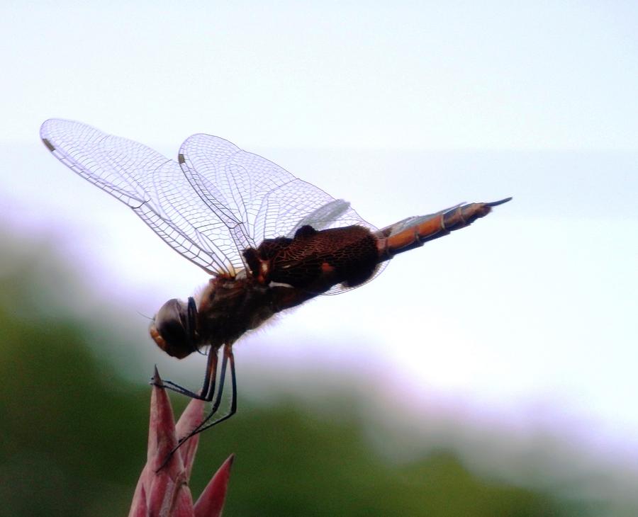 Windy Day Dragonfly Landing Photograph by Belinda Lee