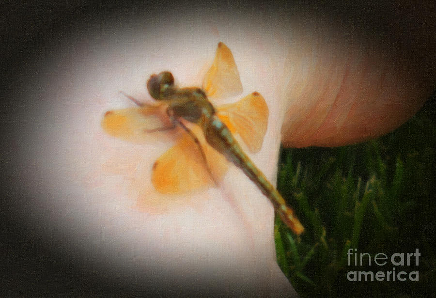 Dragonfly Landing Photograph by Donna L Munro