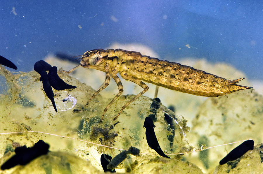 Dragonfly Larva Preying On Tadpoles Photograph by Nigel Cattlin