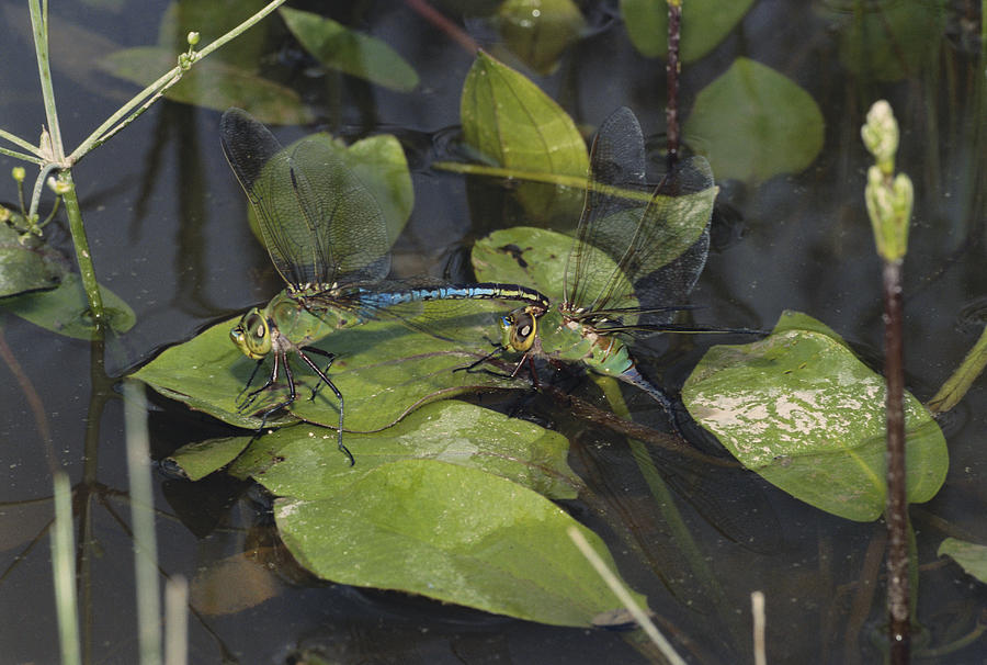 Dragonfly Laying Eggs Photograph by John Mitchell