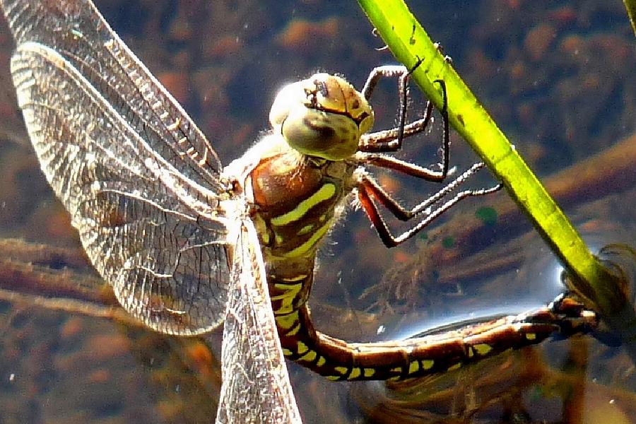 Dragonfly Laying Eggs Photograph by Marilyn Burton