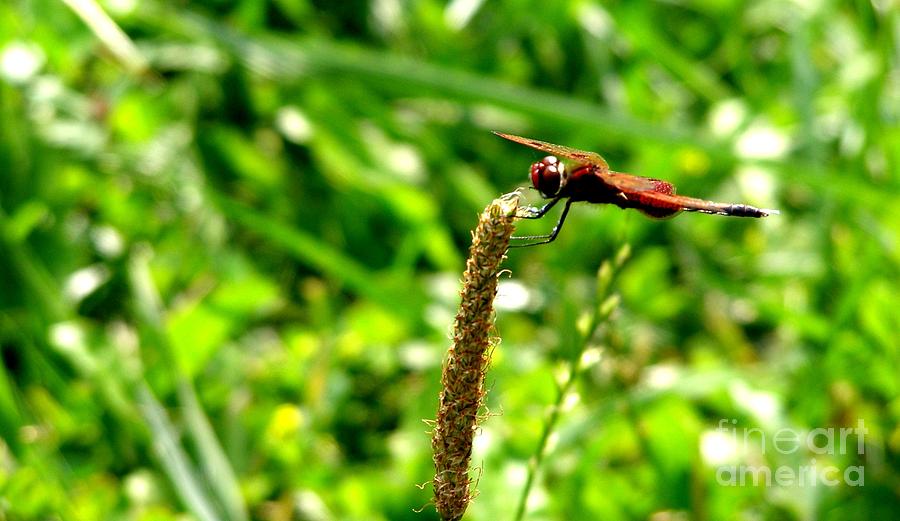Dragon Fly Photograph - Dragonfly by LeLa Becker