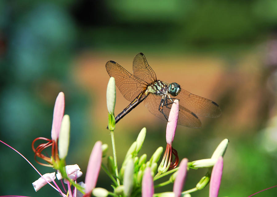 Dragonfly Photograph by Linda Segerson