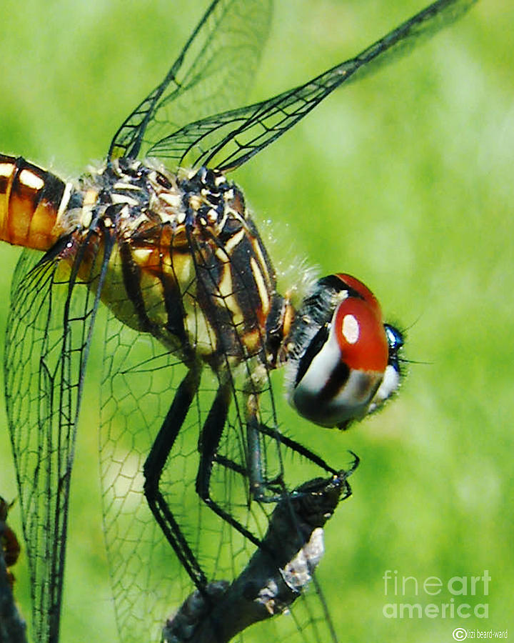 Nature Photograph - Dragonfly by Lizi Beard-Ward