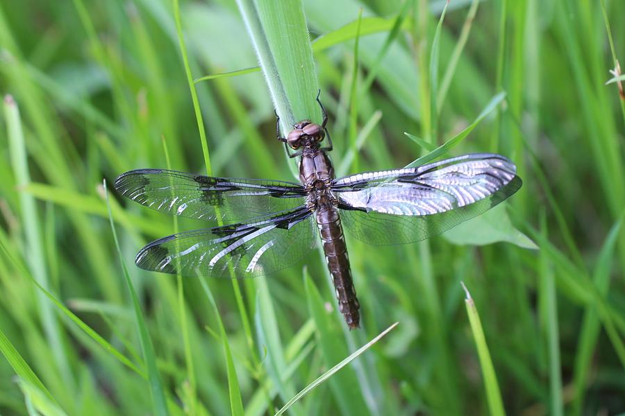 Dragonfly Photograph by Lucinda VanVleck