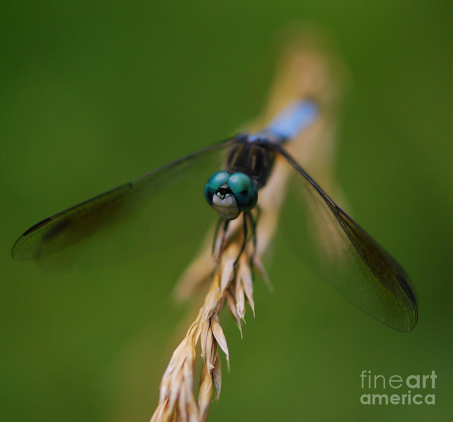 Dragonfly Macro  Photograph by Kerri Farley