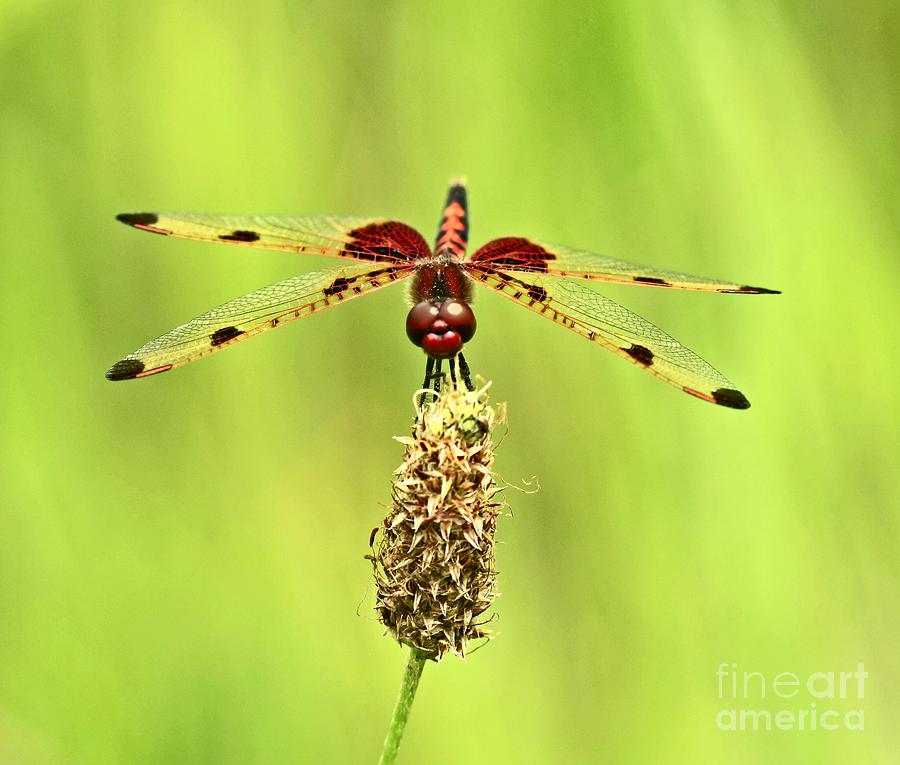 Dragonfly Wall Art Nature Photography Dragonfly Decorations on Acrylic 