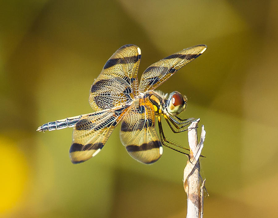 Dragonfly Photograph by Mark Little