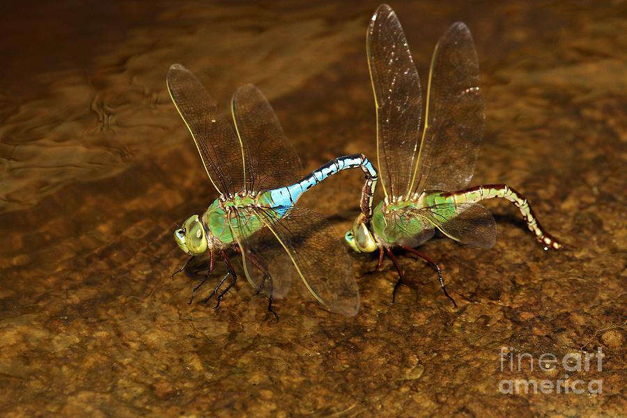 Dragonfly Mates Photograph by Adam Jewell