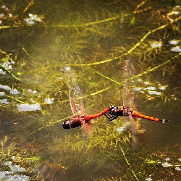 Nature Photograph - #dragonfly #mating #dance by Leon Traazil