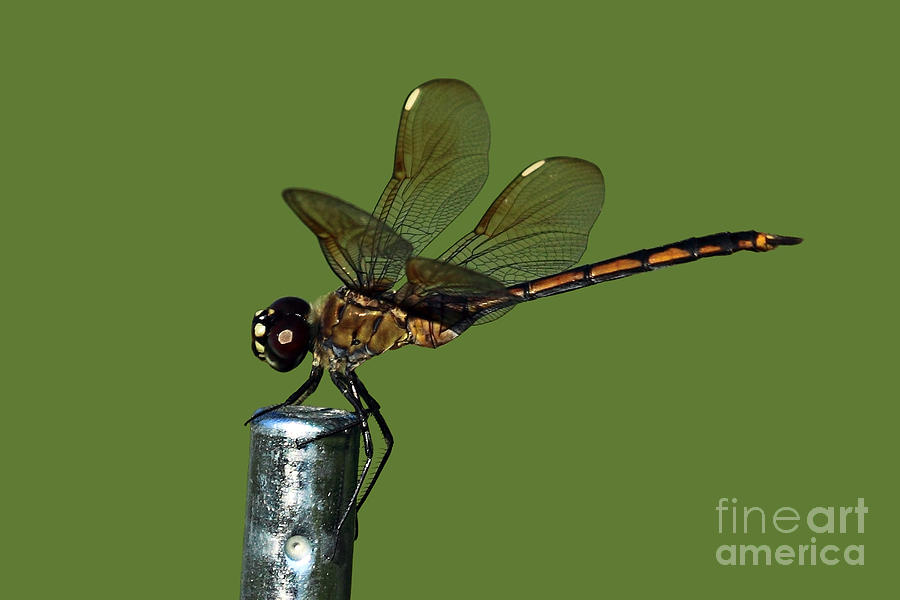 Nature Photograph - Dragonfly by Meg Rousher