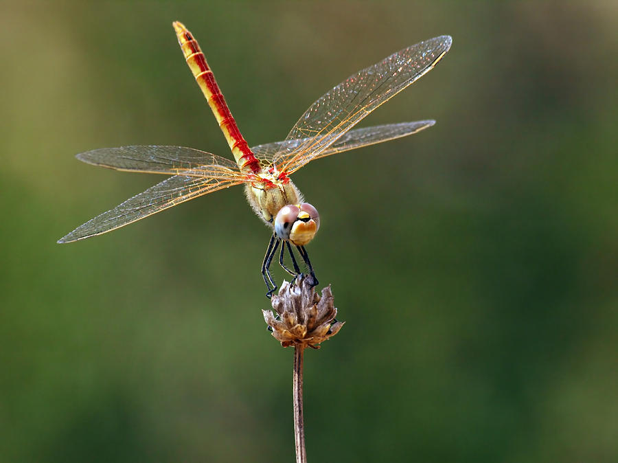 Dragonfly Photograph by Meir Ezrachi
