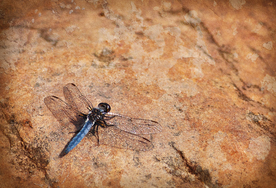 Dragonfly Photograph by Melinda Fawver
