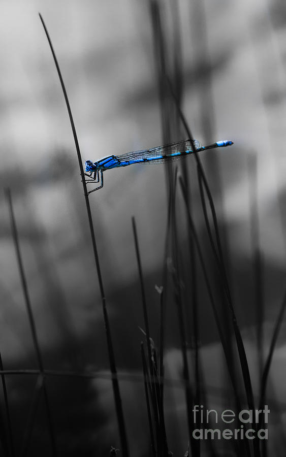 Dragonfly Photograph by Michael Arend