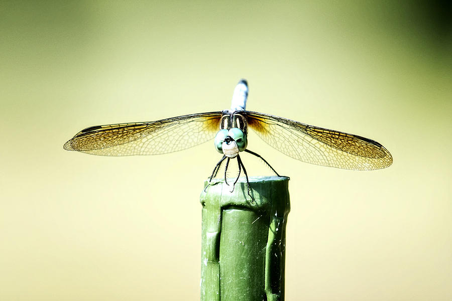 DragonFly Photograph by Michael White