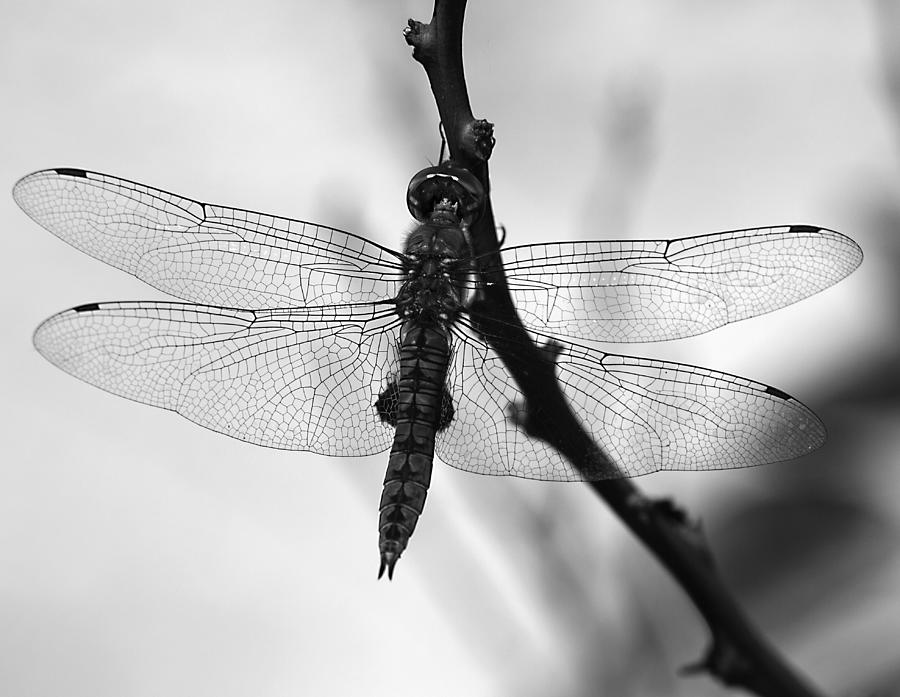 Dragonfly Mosaic Photograph by Joe Schofield