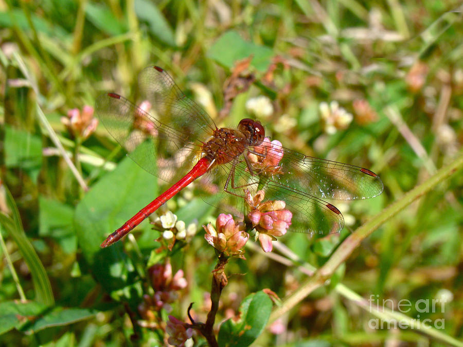 Dragonfly - Needhams Skimmer - Libellula needhami Photograph by Carol Senske