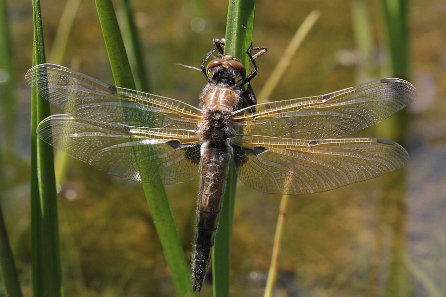 Dragonfly Newly Emerged - Fifth In Series Photograph by Doris Potter
