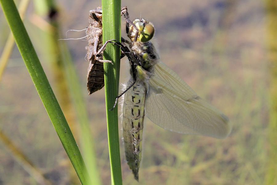 Dragonfly newly emerged - First in series Photograph by Doris Potter
