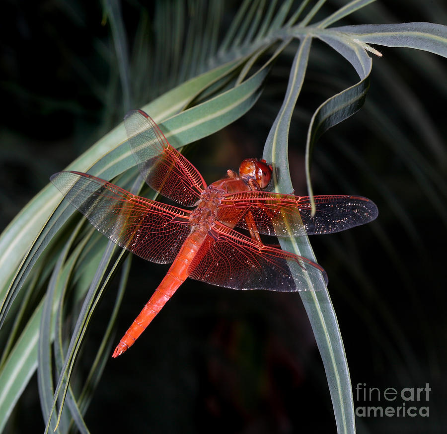 Dragonfly Digital Art by Nicholas Burningham
