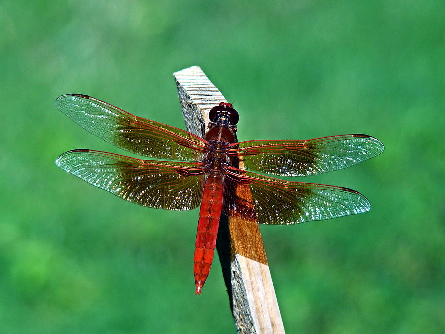 Dragonfly Photograph by Nick Kloepping