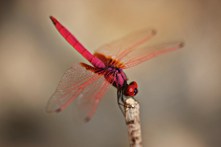 Outdoors Photograph - Dragonfly by Niels Busch