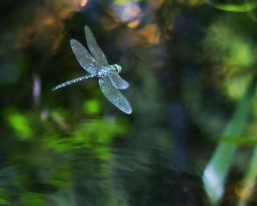 Dragonfly No 1 Photograph by Belinda Greb